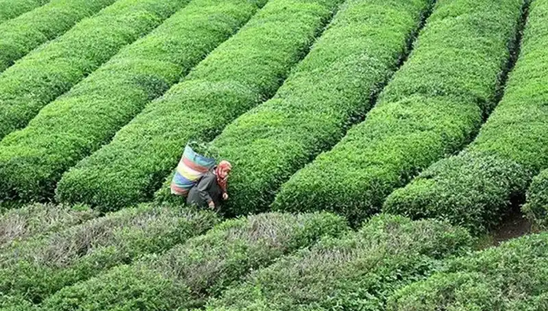 ÇAYKUR Bayramda Yaş Çay Alımını Sürdürecek: Çiftçilere Müjde!