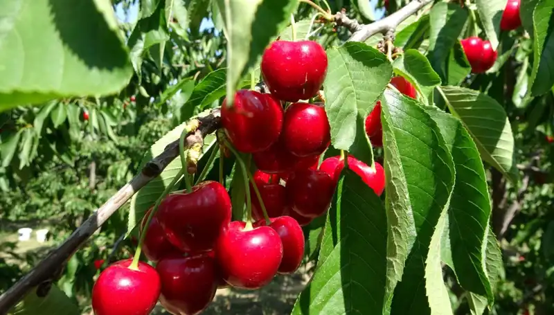 Çay Bardağında Taşan Lezzet: Hasat Dönemi Başladı!