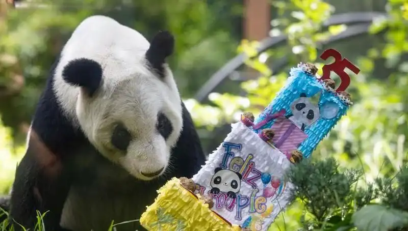Dev Panda Xin Xin 35. Yaşını Kutladı: Hayvanseverler İçin Özel Anlar