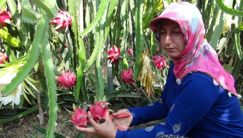 Emekli Olduktan Sonra Pitaya Üretimine Yönelen Girişimci: Kilosu 200 TL