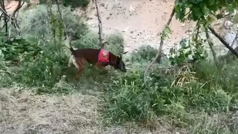 Dere Kenarında Gizlenmiş Esrar, Dedektör Köpekle Ortaya Çıkarıldı