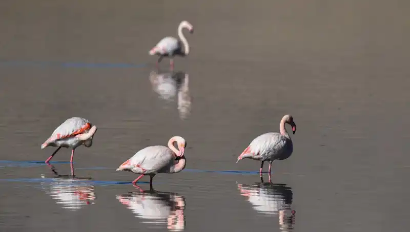 Kuş Cenneti Kuraklıkla Mücadele Ediyor: Flamingo Sayısı Düşüşte