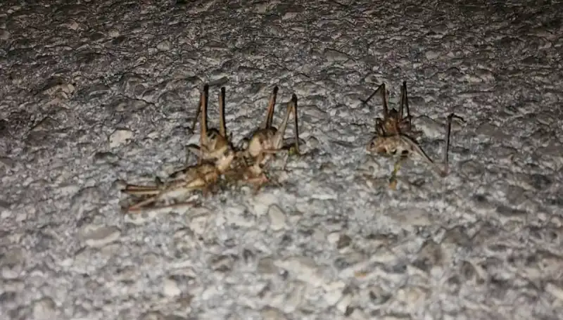 Yüzlerce Çekirge, Şehrin Caddelerini İstila Etti! Neden Bu Kadar Kalabalık?