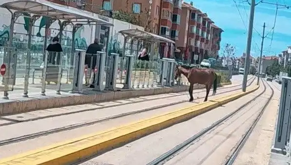Eskişehir'de Tramvay Raylarında Başın Boş At Görüntüleri Sosyal Medya'yı Salladı