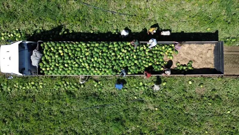 Bafra Ovası'nda 94 Bin 500 Ton Karpuz Rekoltesi Bekleniyor: Tarımda Umut Veren Sonuçlar