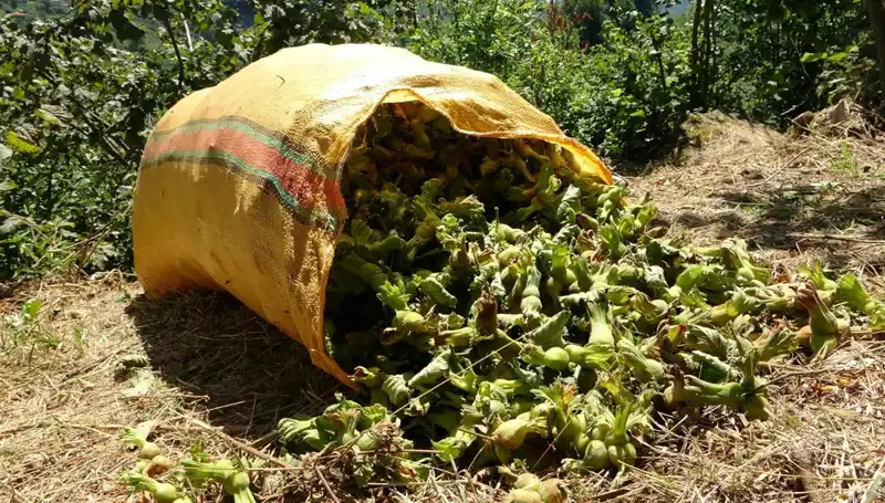 Giresun'da Fındık Hasadı Coşkusu Başladı: Rekor Beklentisi!