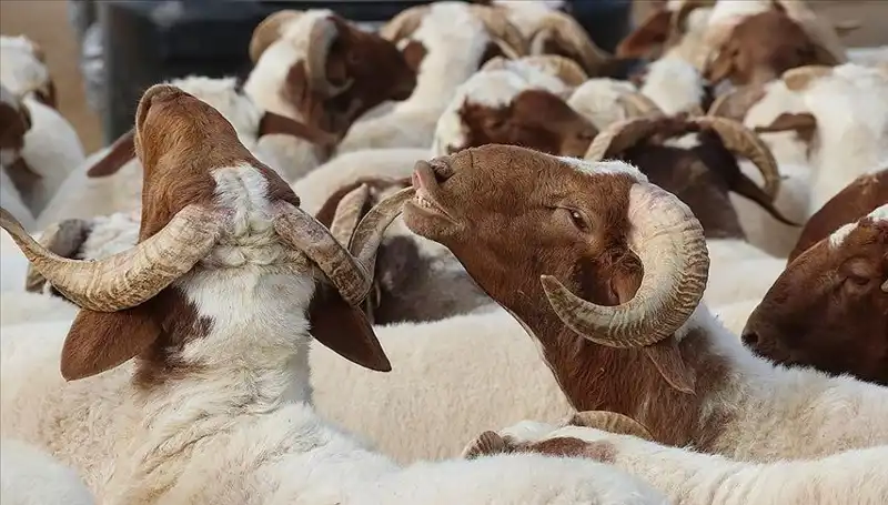 Akika Kurbanı Nedir? Yenir mi, Ne Zaman Kesilir, Farz mı?