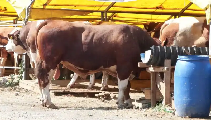 Kurban Pazarlarında Bayram Hareketliliği ve Alışveriş Tüyoları