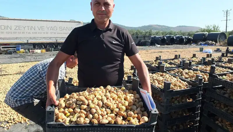 Balıkesir'de Hasat Zamanı: Çin ve Rusya'ya İhracatla Ekonomi Canlanıyor