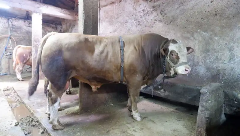 Tam 1 Ton 200 Kilo: Bu Eşya Alıcısını Buldu, Fiyatı Şaşırttı!