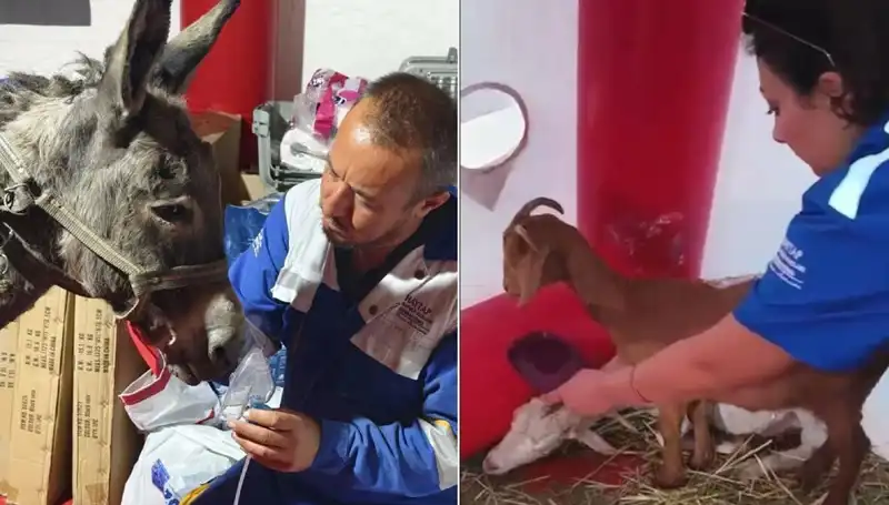 Yangından Etkilenen Eşek İçin Oksijen Maskeli İyileşme Süreci Başladı!