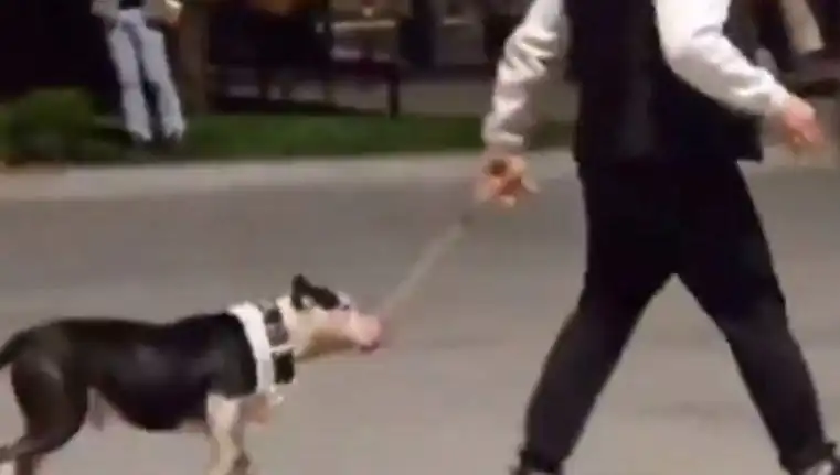 Ağızlıksız Pitbull'un Saldırısı: Sahip Ne Yapacak?