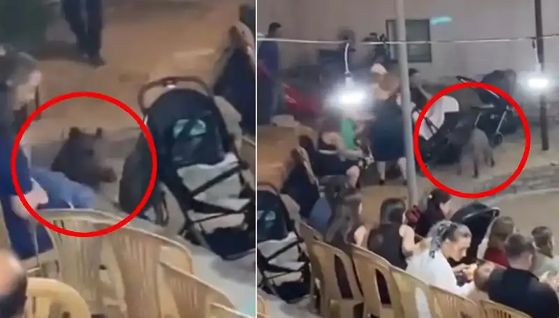 Düğün Törenine Giren Yaban Domuzu, Misafirleri Korkuttu!