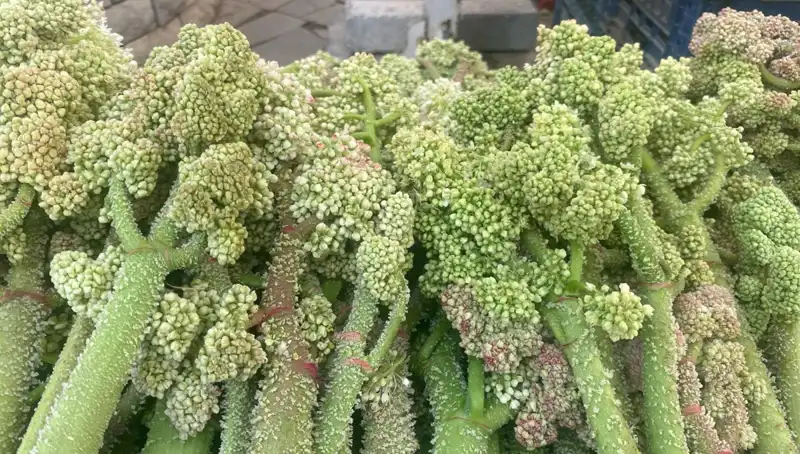 Dağlardan Gelen Doğal Şifa: Şekerin Kalbe ve Sarılığa Faydaları