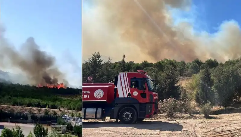 Gebze’de Korkutan Orman Yangını: Yangının Sebepleri ve Sonrası