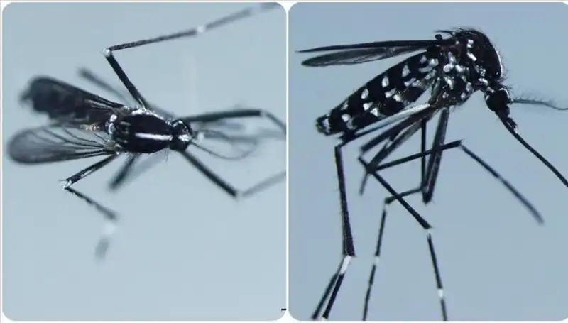 Chikungunya Virüsü: Belirtileri ve Etkilediği Ülkeler Hakkında Bilinmesi Gerekenler