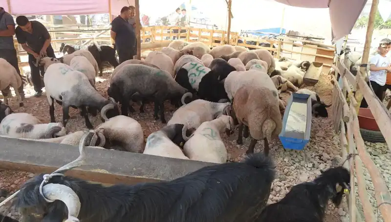 Kurban Bayramı'nda Hayvan Pazarları Yüzleri Güldürdü