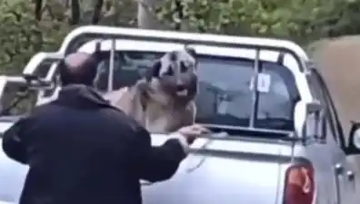 Trabzon'da Şok Edici Olay: Köpeği Halatla Döven Adam Yakalandı