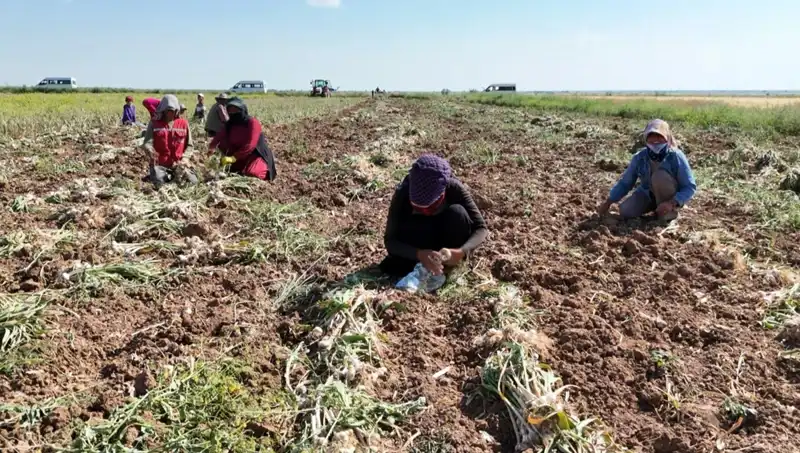 Rusya, Almanya ve İspanya'nın Antibiyotiği: Hasat Heyecanı Tüm Hızla Başladı!