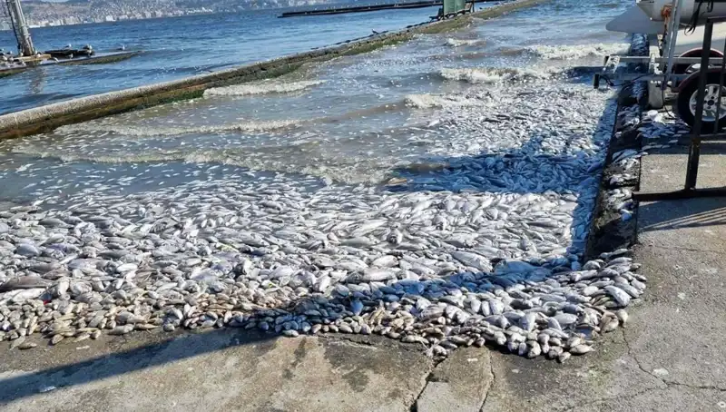 İzmir Körfezi'nde Dev Bir Proje: Temizleniyor ve Yenileniyor!