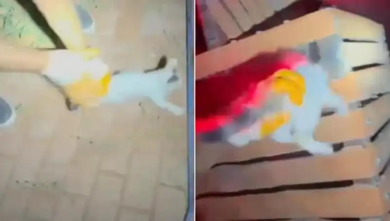 Gece Yarısı İtfaiye Ekibi Kediyi Kurtarmak İçin Yola Çıktı