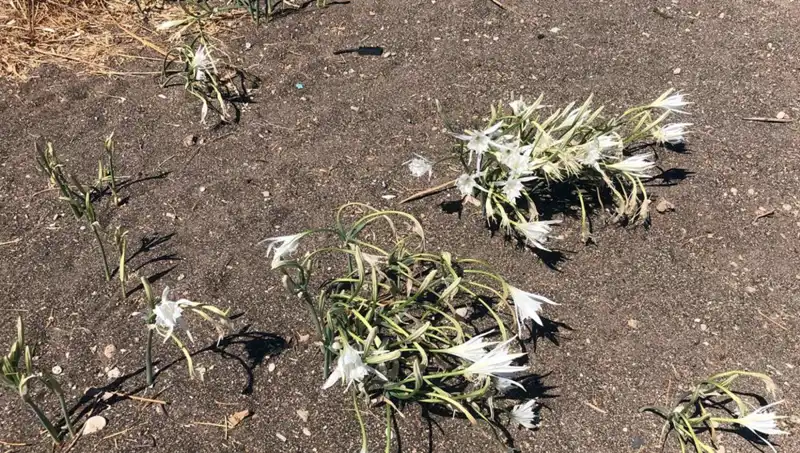 Koparmanın Cezası: Eylemine Pişman Olanların Hikayeleri