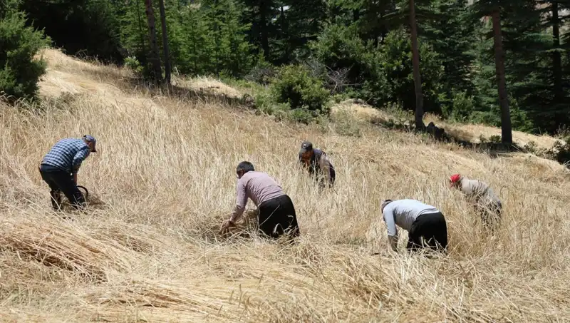 Teknoloji Yetersiz, Ellik ve Orakla Hasat Geleneği Yaşıyor