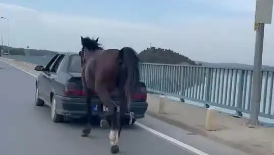 Adana'da Eziyet Eden Kişiye Şok Tutuklama: Hayvan Hakları İçin Umut Var!