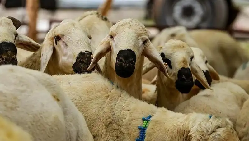 Kurban Bayramı Ne Zaman? 2023 Tatili Uzun Olacak mı?