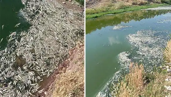 Balık Ölümleri Karasu Çayı'nda Gizemli Bir Kriz Yarattı