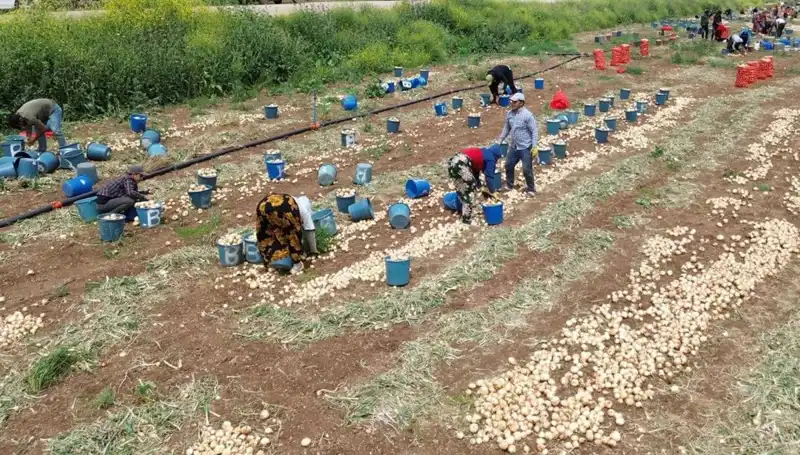 Soğan Hasadı Başladı, Kapıda Düşen Fiyatlarla Çiftçiyi Neler Bekliyor?