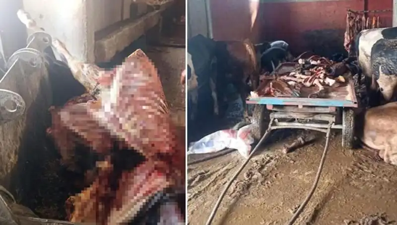 Adana’da Şok Gelişme: 2,5 Ton At Eti Ele Geçirildi, 4 At Kurtarıldı!